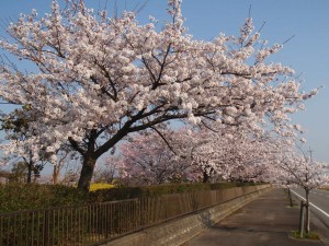 桜（沿道より）