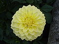 120px-dahlia_tengrove_millenium13